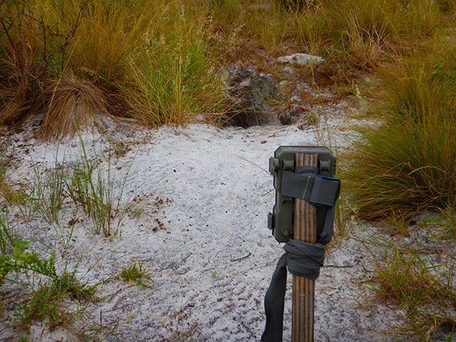 Gopher Tortoise Facts and Gopher Tortoise 4K Wildlife Video