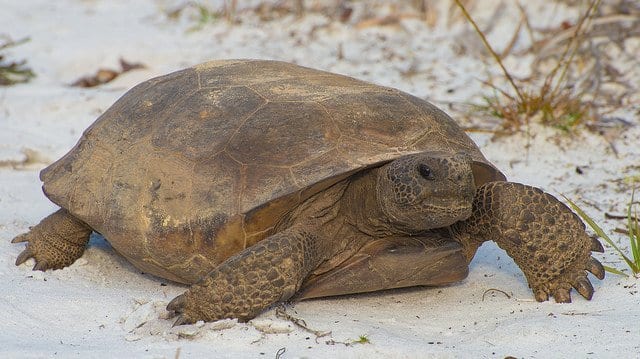 Gopher Tortoise Facts and Gopher Tortoise 4K Wildlife Video