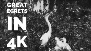 Great Egrets 4K Wildlife Video
