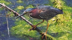 green heron 4k wildlife video clear landing cover photo