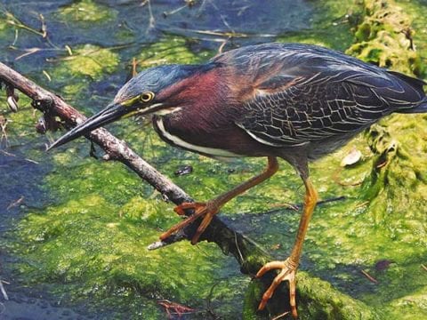 Green Heron Facts & Green Heron 4K Wildlife Video