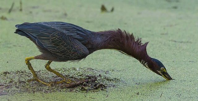 Green Heron Stretching His Neck While Hunting Minnows