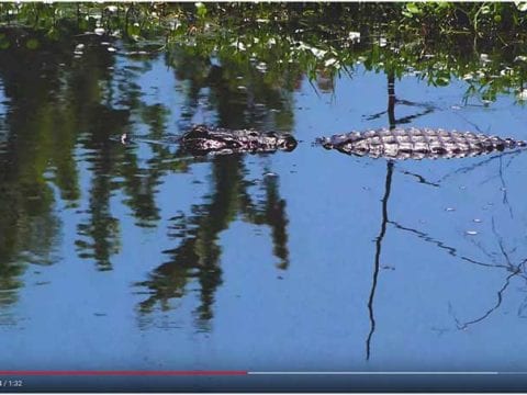 LaCosta Urban Wetlands 4K Nature Video