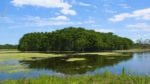 Orlando Wetlands Park Cinematic 4K Nature Video