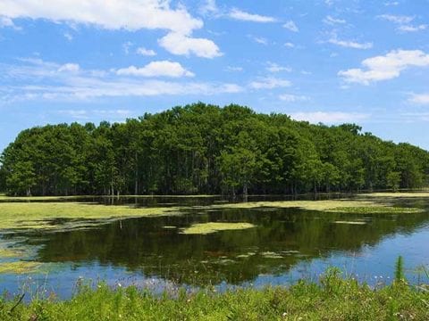 Orlando Wetlands Park Cinematic 4K Nature Video