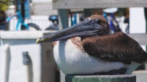 Learn about Brown Pelican Facts and watch a Brown Pelican 4K Wildlife Video