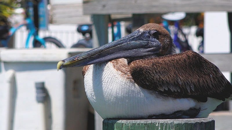 Brown Pelican Facts & Pelican 4K Wildlife Video