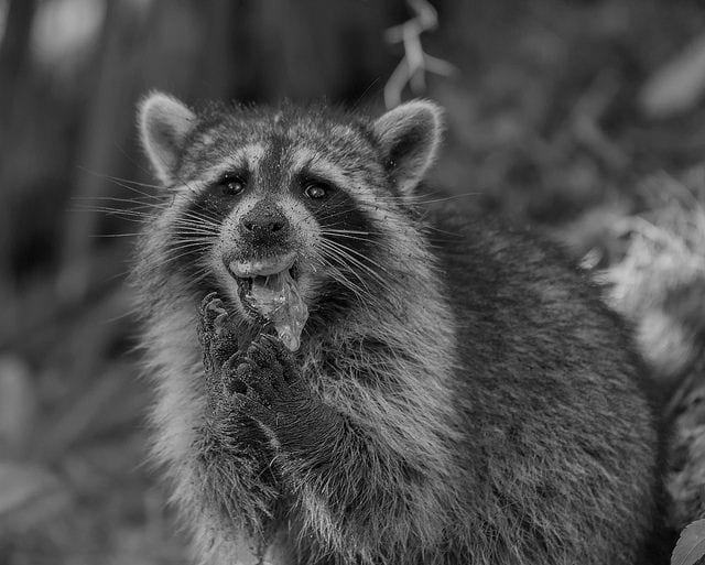 raccoon eating softshell turtle eggs