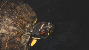 red eared slider turtle 4k wildlife video cover photo