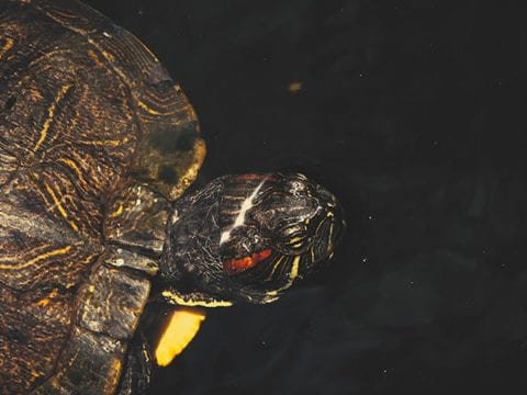 Red Eared Slider Turtle Facts & Red Eared Slider Turtle 4K Wildlife Video