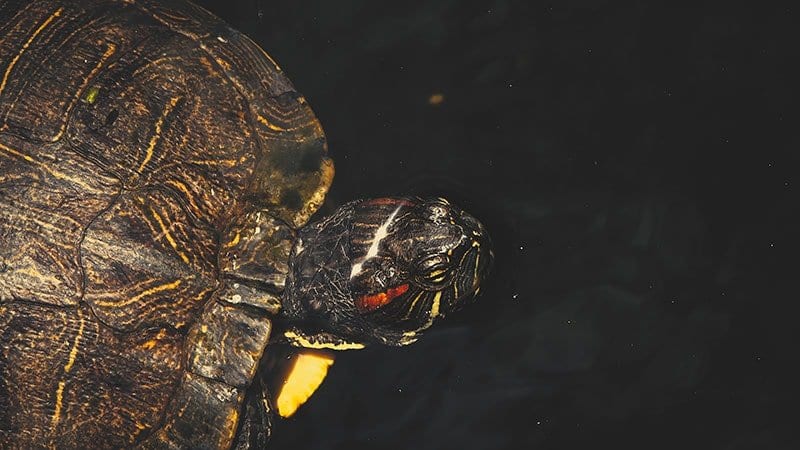 Red Eared Slider Turtle Facts & Red Eared Slider Turtle 4K Wildlife Video