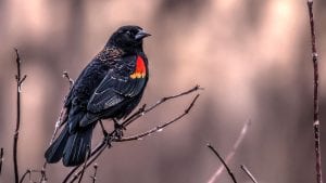 red winged blackbird facts and 4k red winged blackbird video - clear landing cover photo