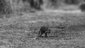 small raccoon along a hiking trail - raccoon facts article - clear landing