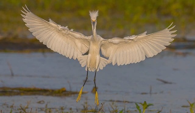 snowy egret coming in for a landing