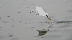 snowy egrets hunting for fish by air in this 4k wildlife video - clear landing cover photo