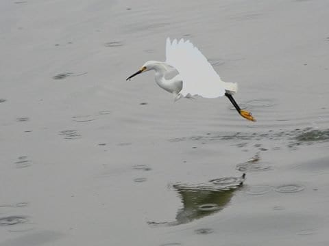 Snowy Egret Facts & 4K Wildlife Video Of Them Hunting Fish