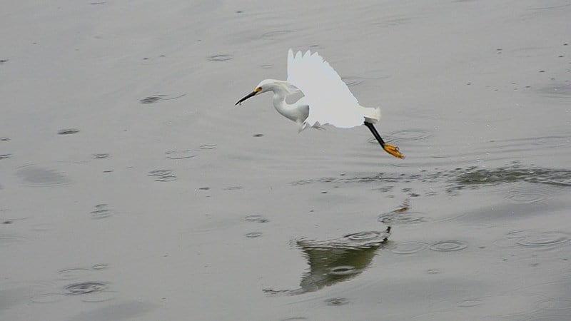 Snowy Egret Facts & 4K Wildlife Video Of Them Hunting Fish