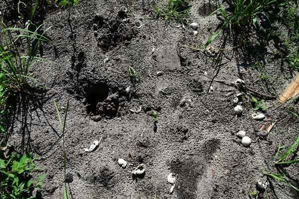 Soft shell turtle eggs dug up and eaten by a raccoon