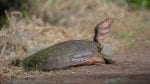 Softshell Turtle Facts And Softshell Turtle 4K Wildlife Video