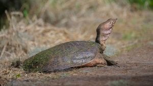 softshell turtle facts and 4k softshell turtle wildlife video