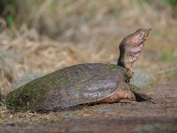 softshell turtle facts and 4k softshell turtle wildlife video