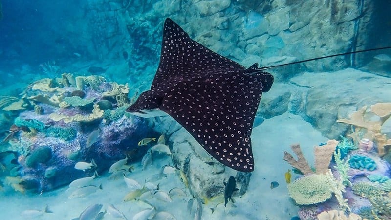 spotted eagle ray - stingrays