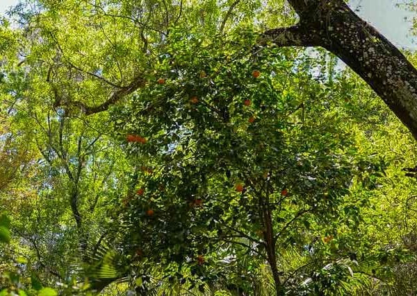 stewart homestead murders orange tree outside of cabin