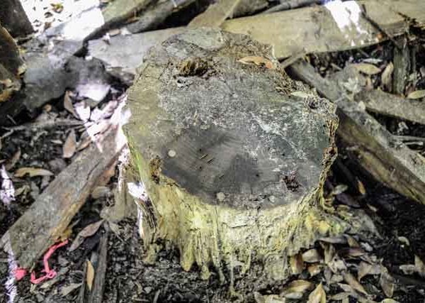 the stewart homestead murders tree stump seat in cabin